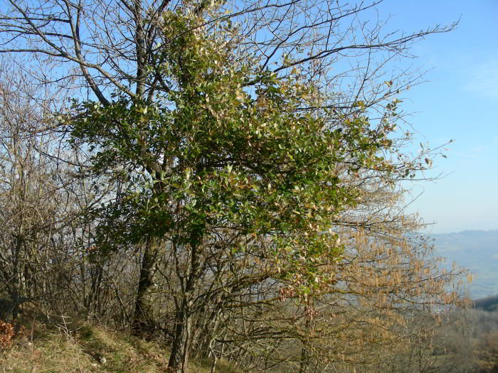 Copia di Quercus crenata 120101 279.jpg
