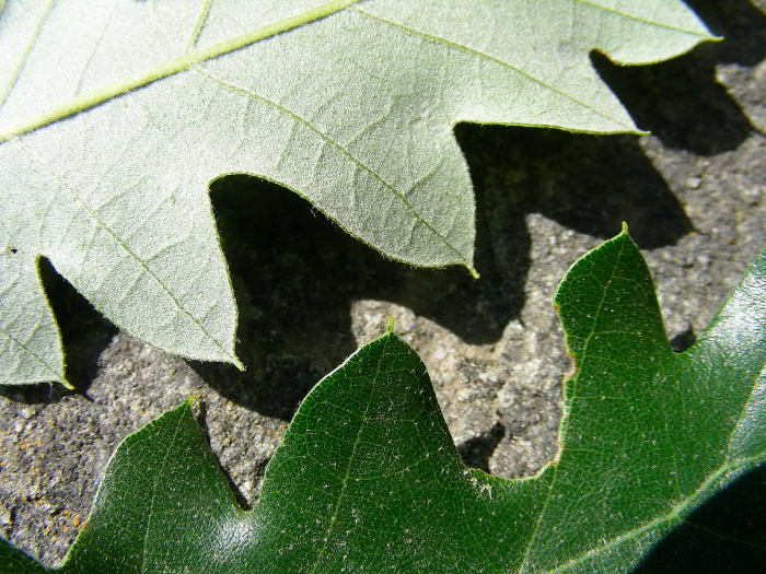 Copia di Quercus crenata 120101 282.jpg