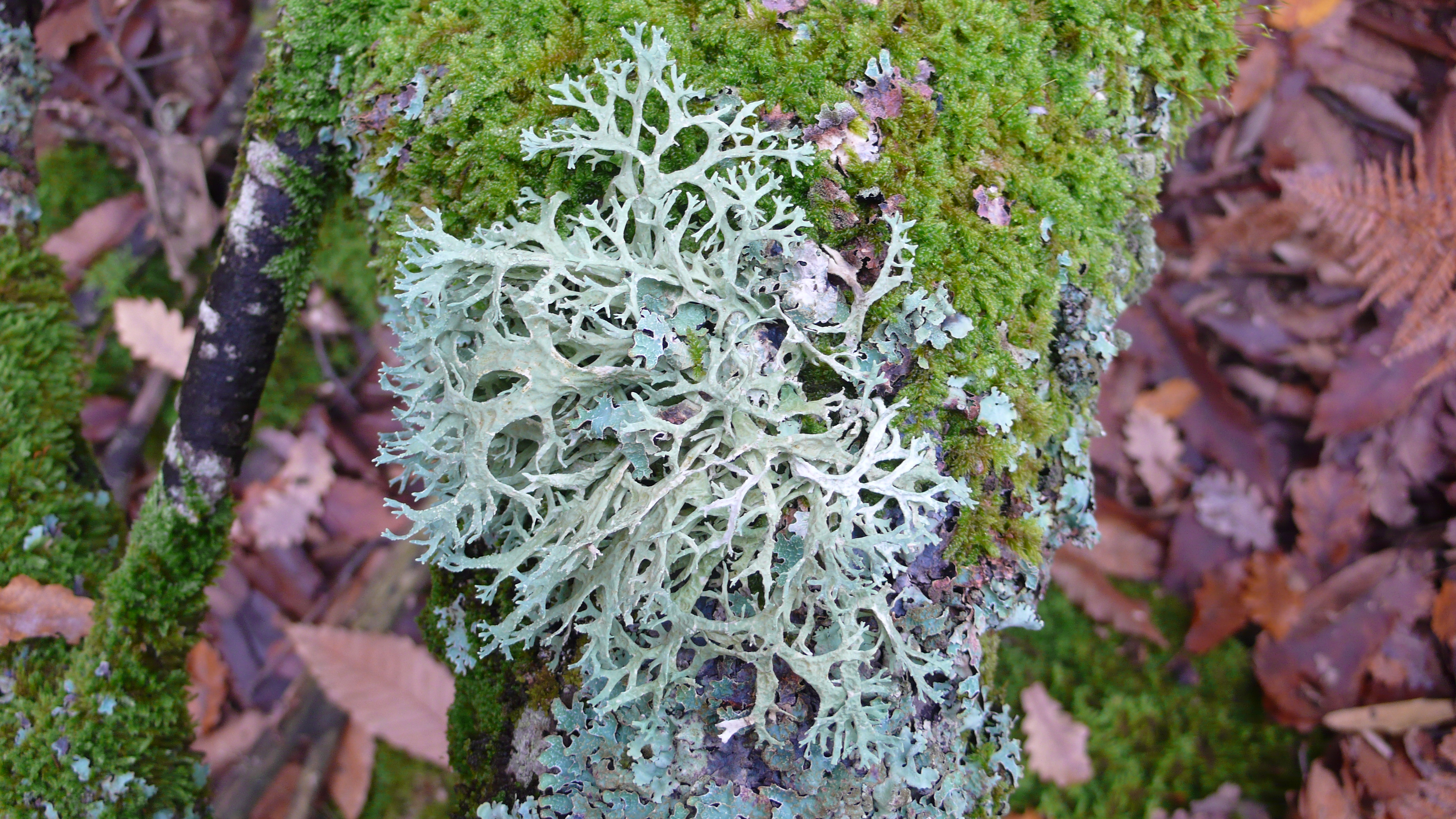 P1100194.JPG