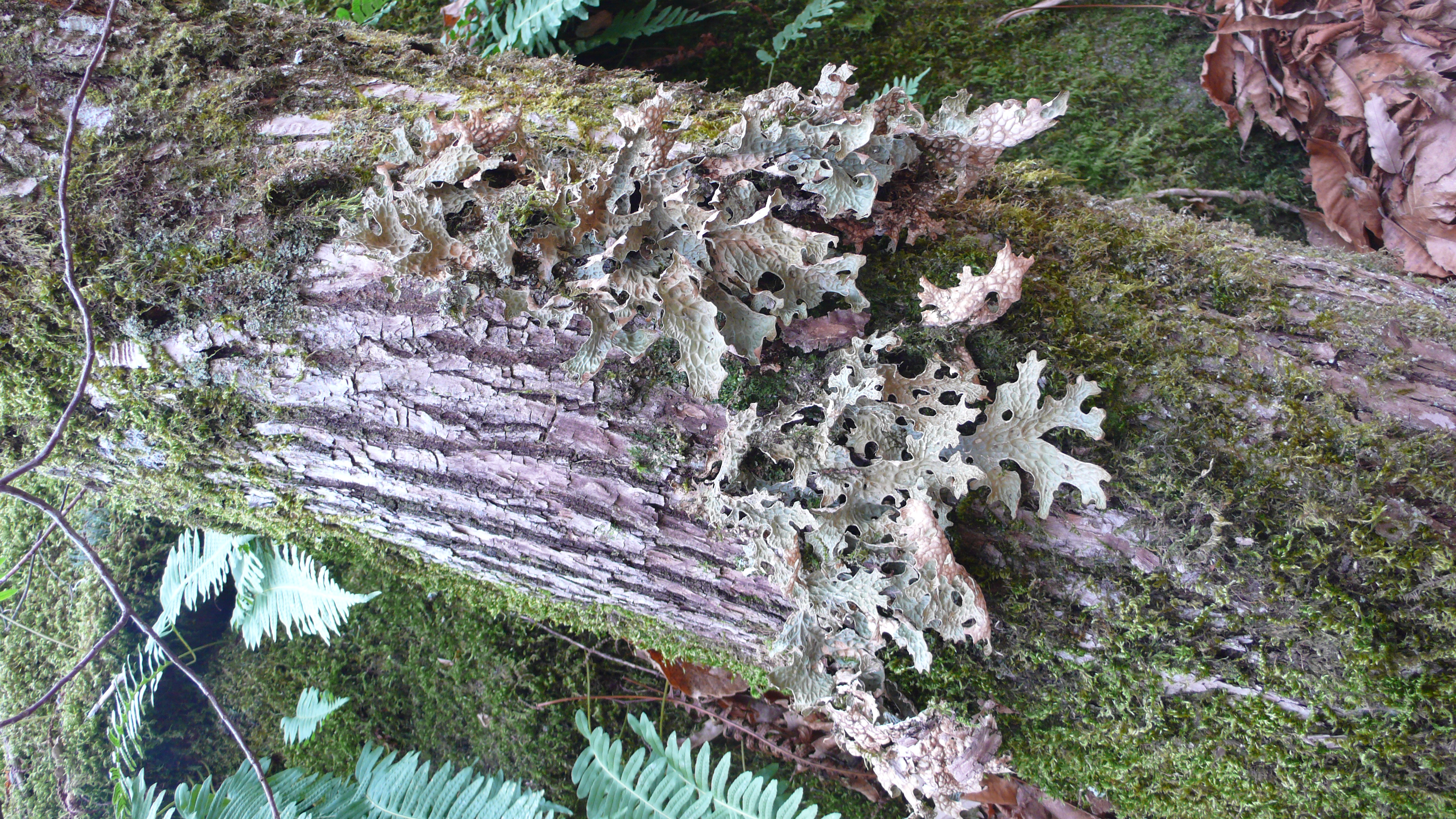 P1100326.JPG