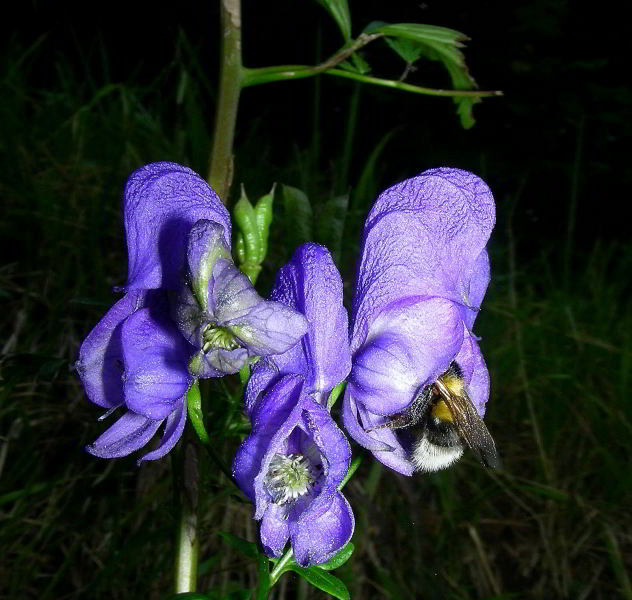 Aconitum variegatum Lagdei 10set08 319.JPG