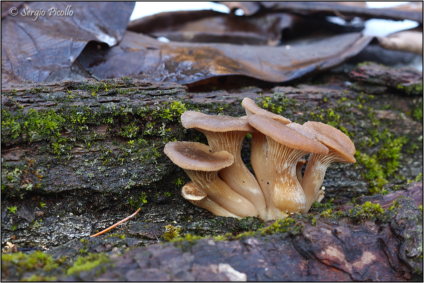 Plerotus ostreatus 20120222 006 Wf.jpg