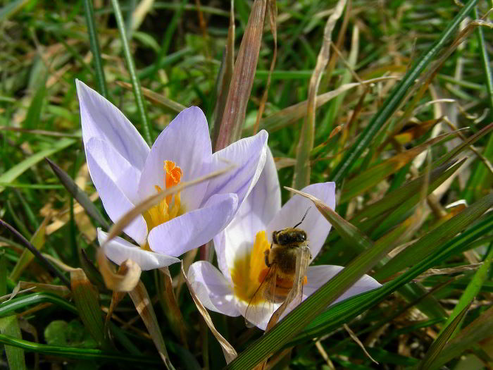 DSCN5793 Crocus biflorus.jpg