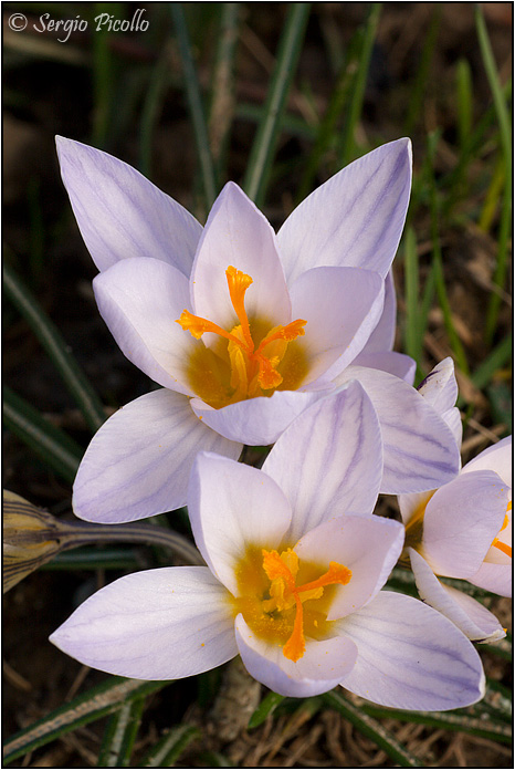 crocus_biflorus_11ii19_0458rid.jpg