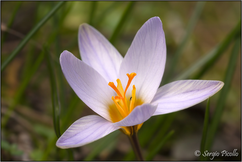 crocus_biflorus_11ii19_0460rid.jpg