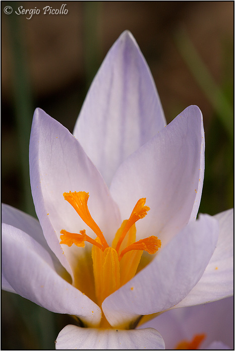 crocus_biflorus_11ii12_0340rid.jpg