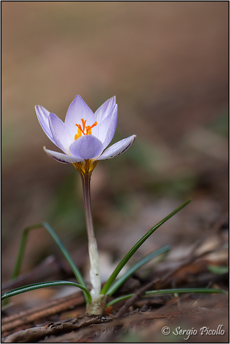 crocus_biflorus_11ii19_0465rid.jpg