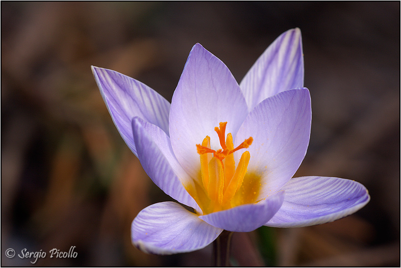 Crocus biflorus 20120307 002 Wf.jpg