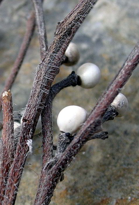 Buglossoides-purpuro-coerul.jpg
