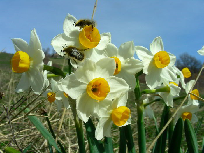 Narcissus-tazetta-L.--67.jpg
