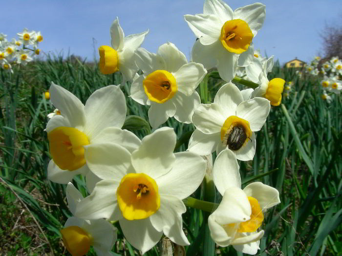 Narcissus-tazettaL.-71.jpg