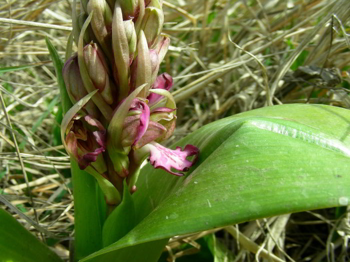 Barlia-robertiana---46b.jpg
