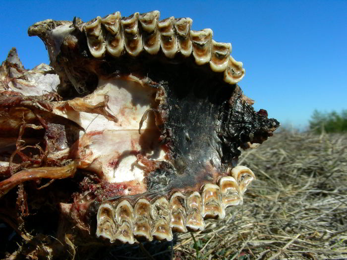 Resti-di-Capriolo-2---denti.jpg