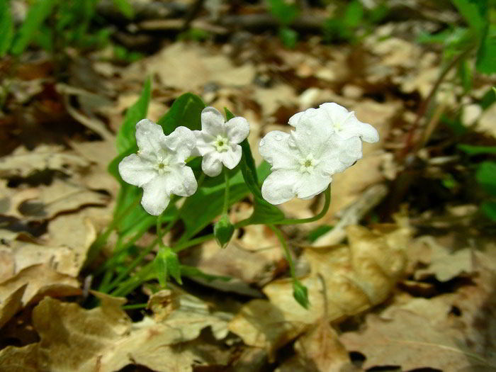 Omphalodes-verna-Moench-110.jpg