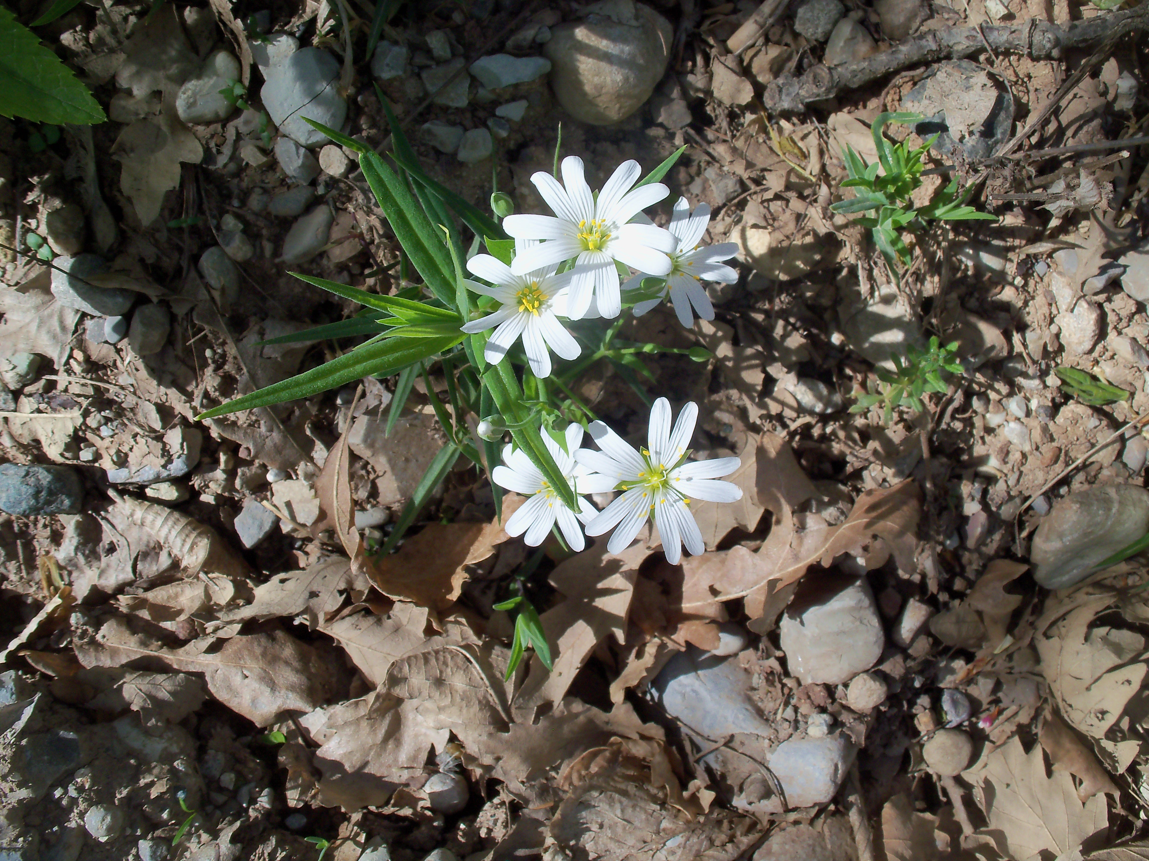 cerastium effimera.jpg
