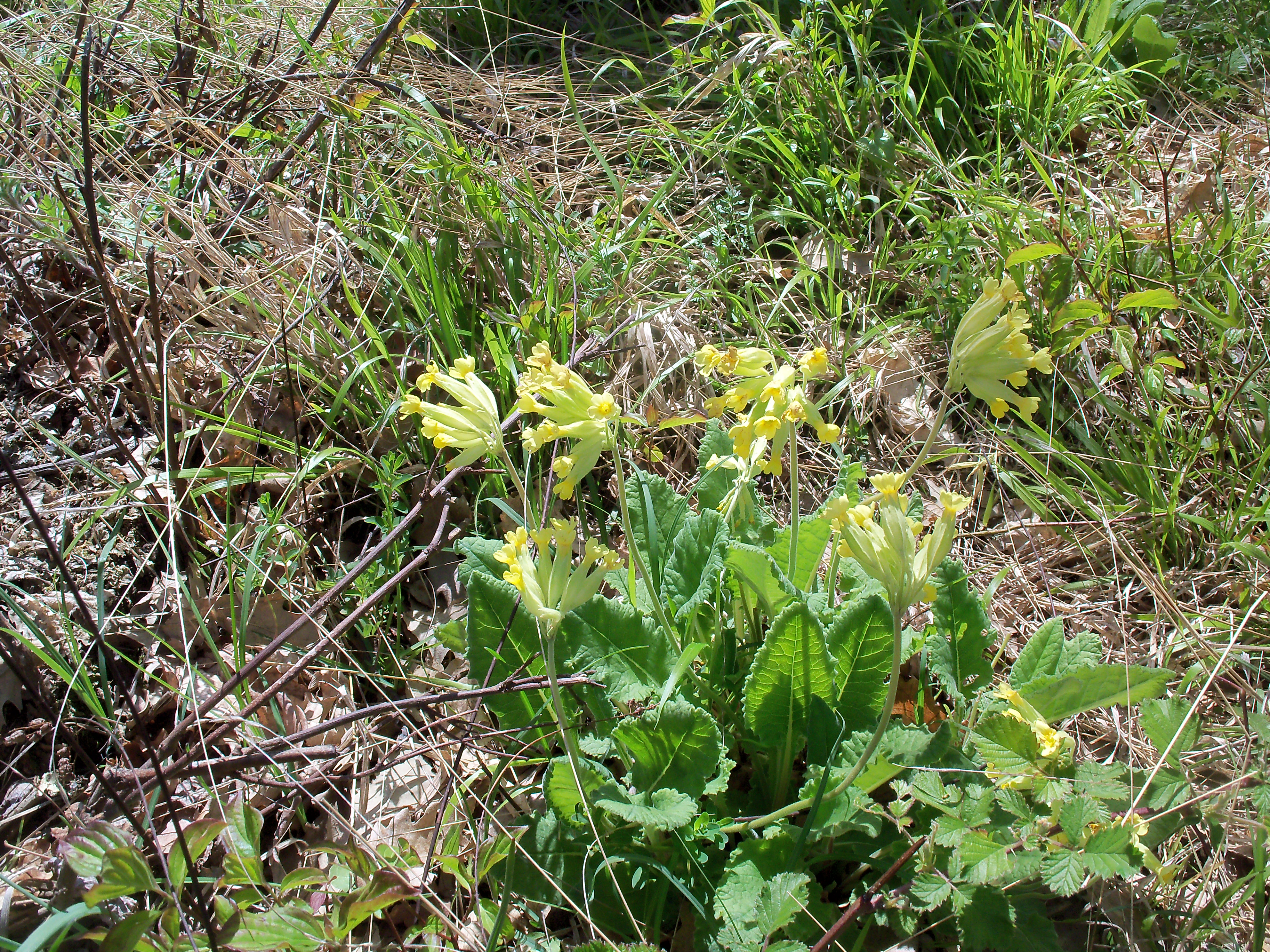 primavera odorosa.jpg