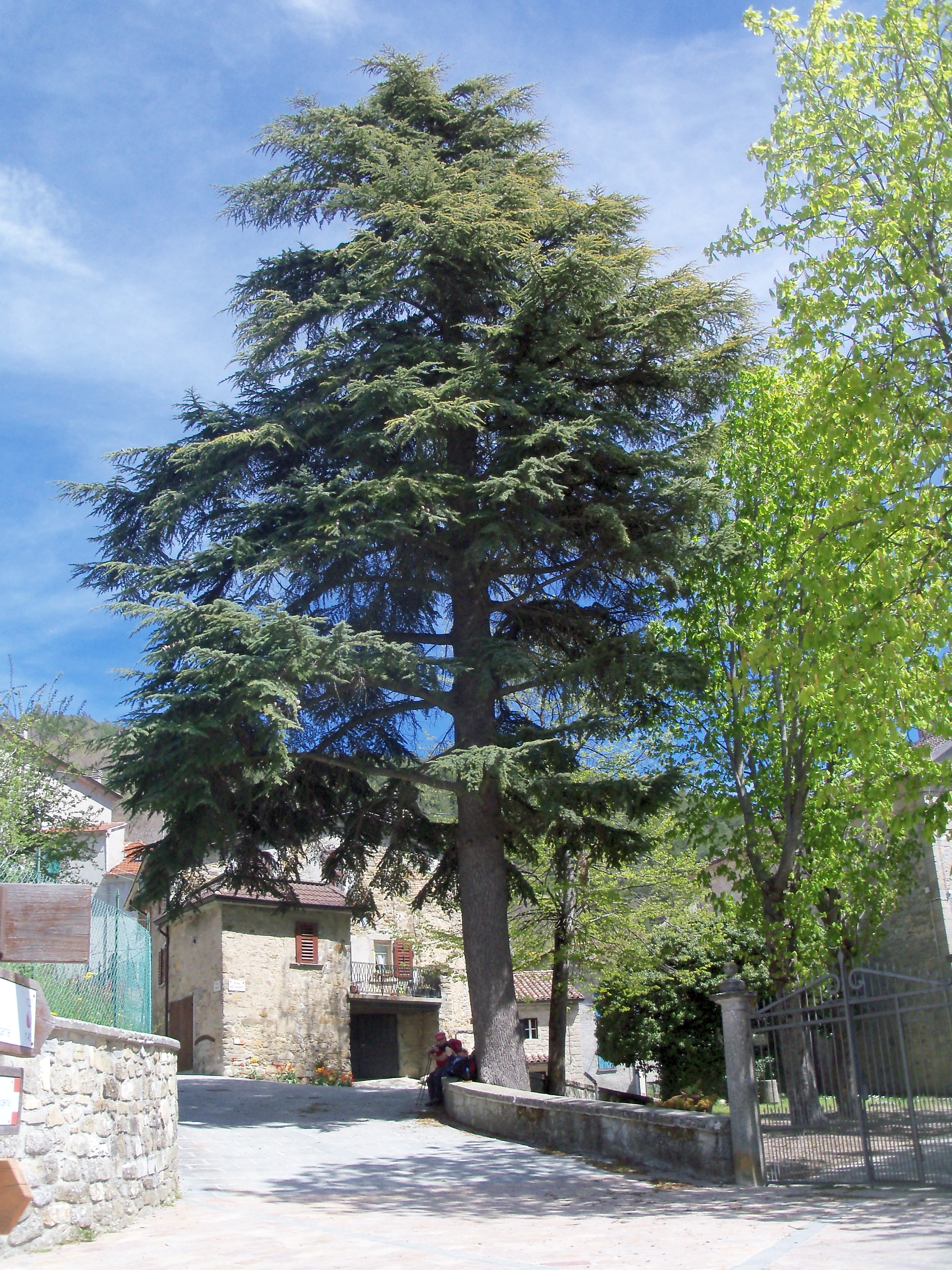 cedrus atlantica Cassio.jpg