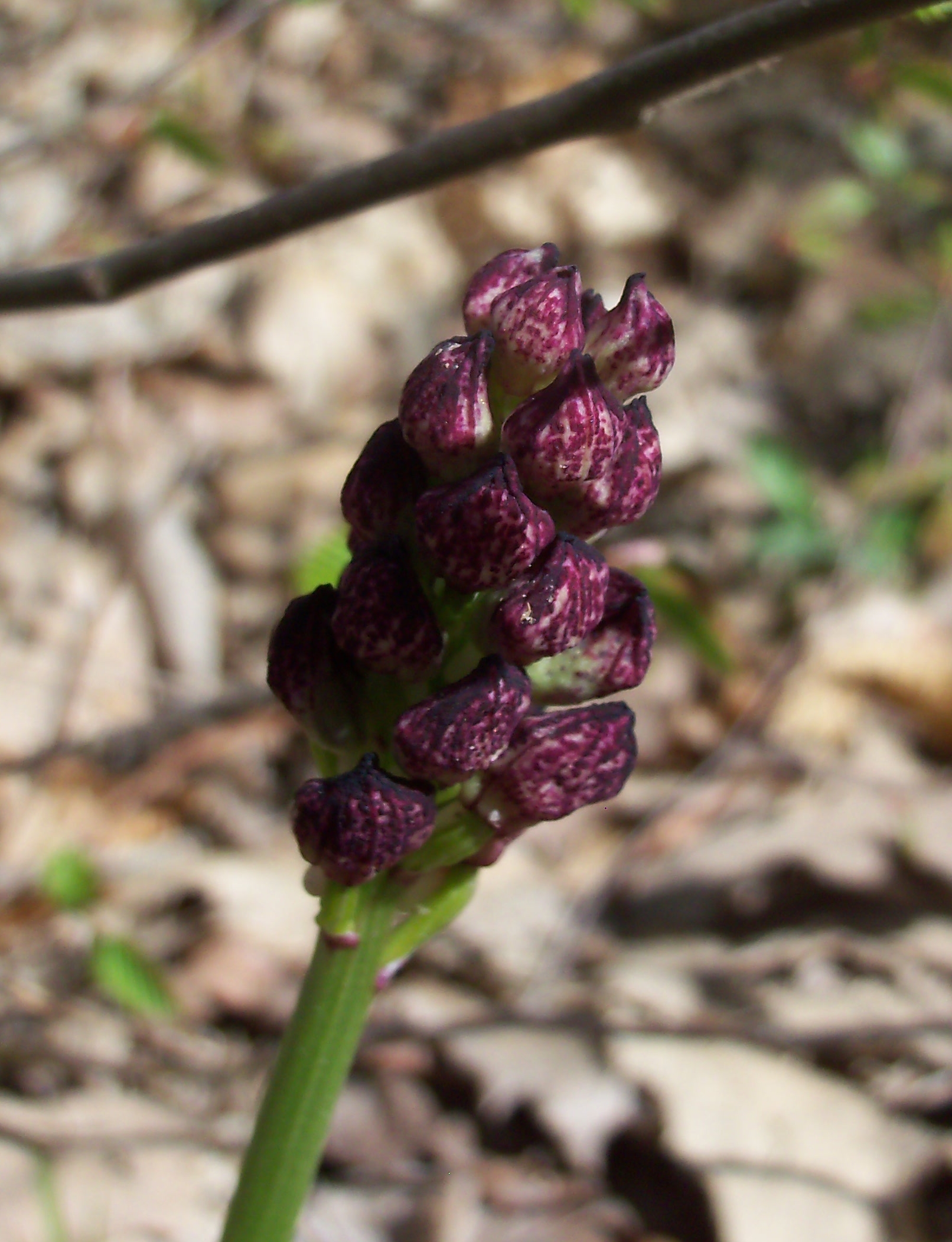 orchidea in boccio 2.jpg
