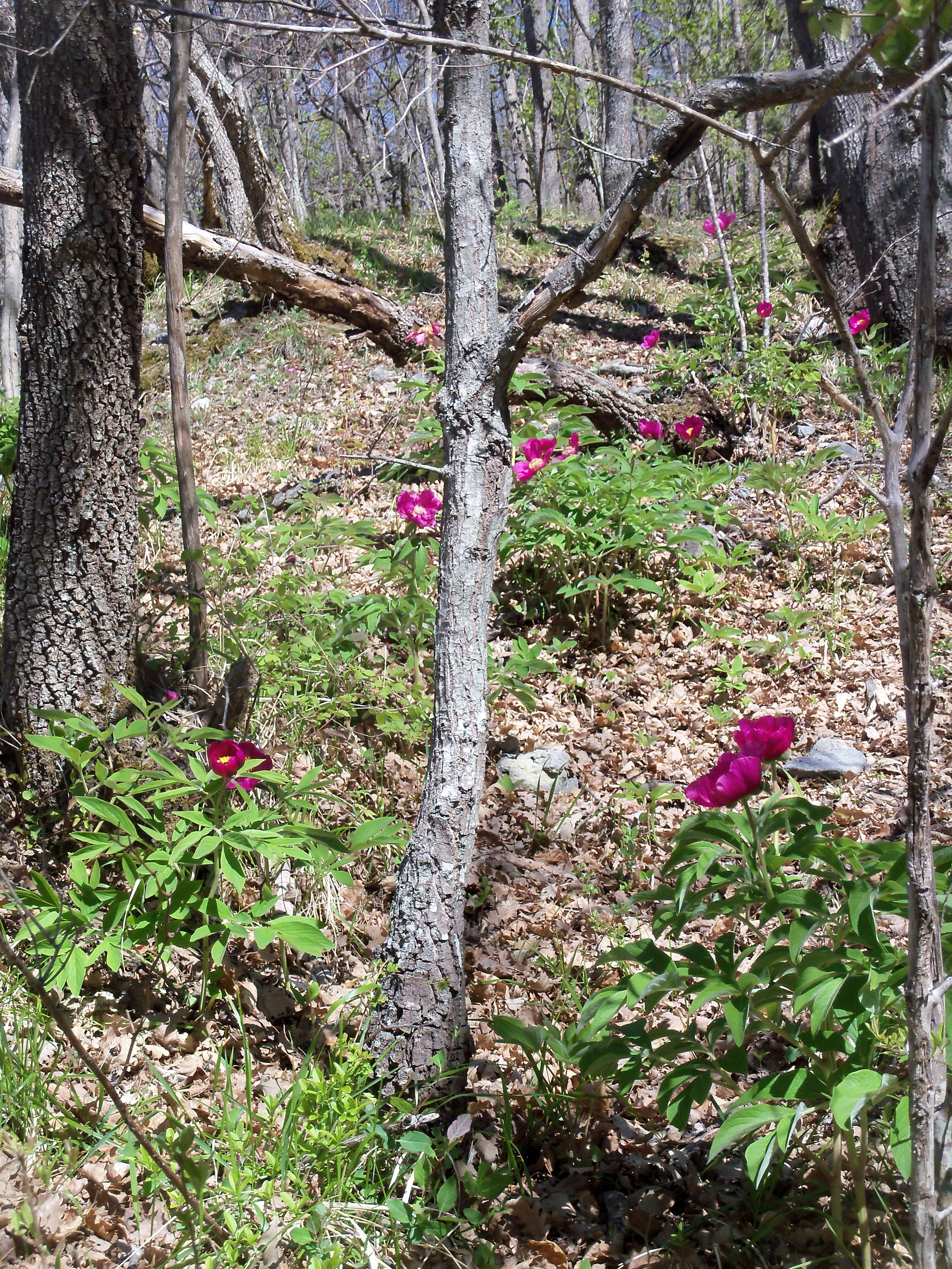 giardino di peonie.jpg