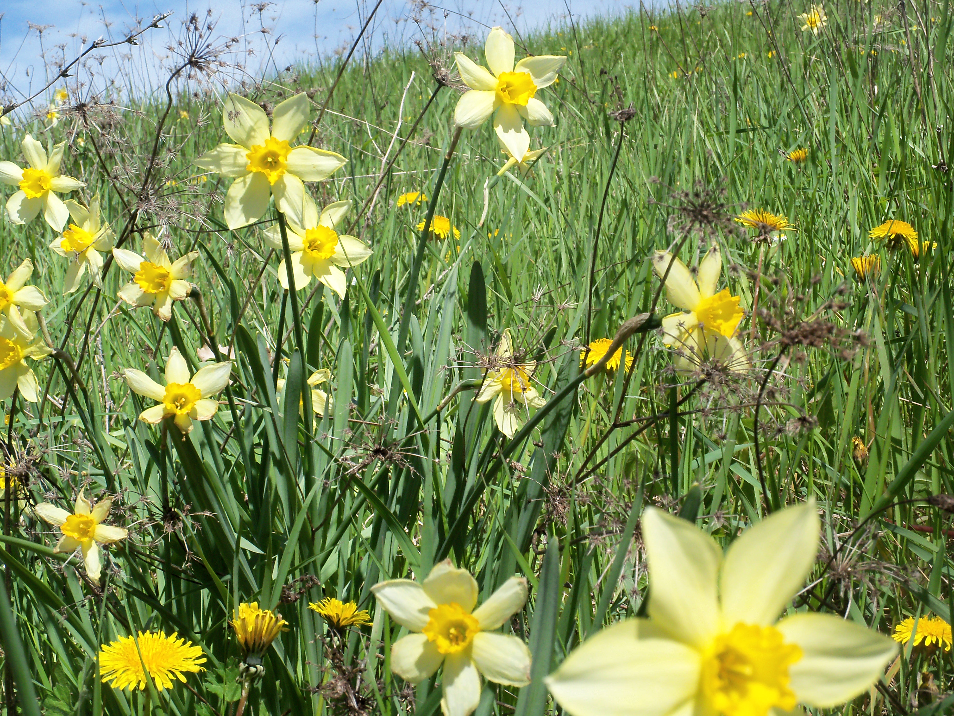 prato di narcisi.jpg