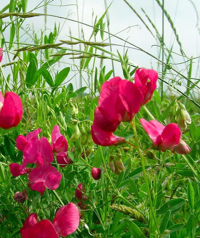 Lathyrus tuberosus 796.JPG