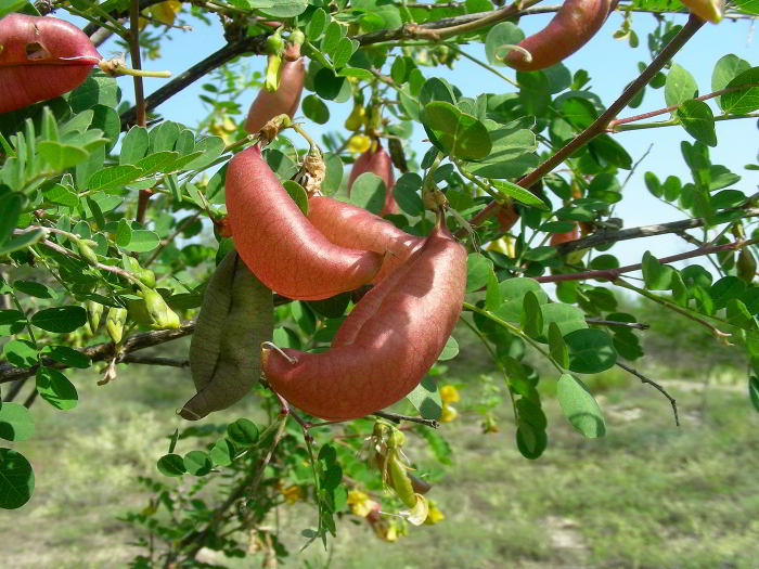 Colutea arborescens L. 120524-94.jpg