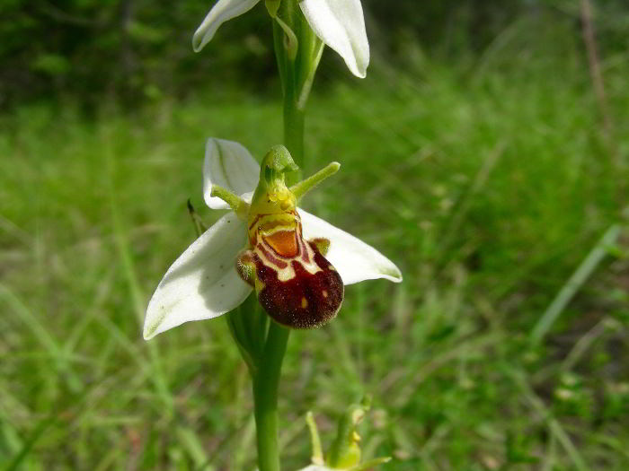 Ophrys apifera Huds. 120524-15.jpg