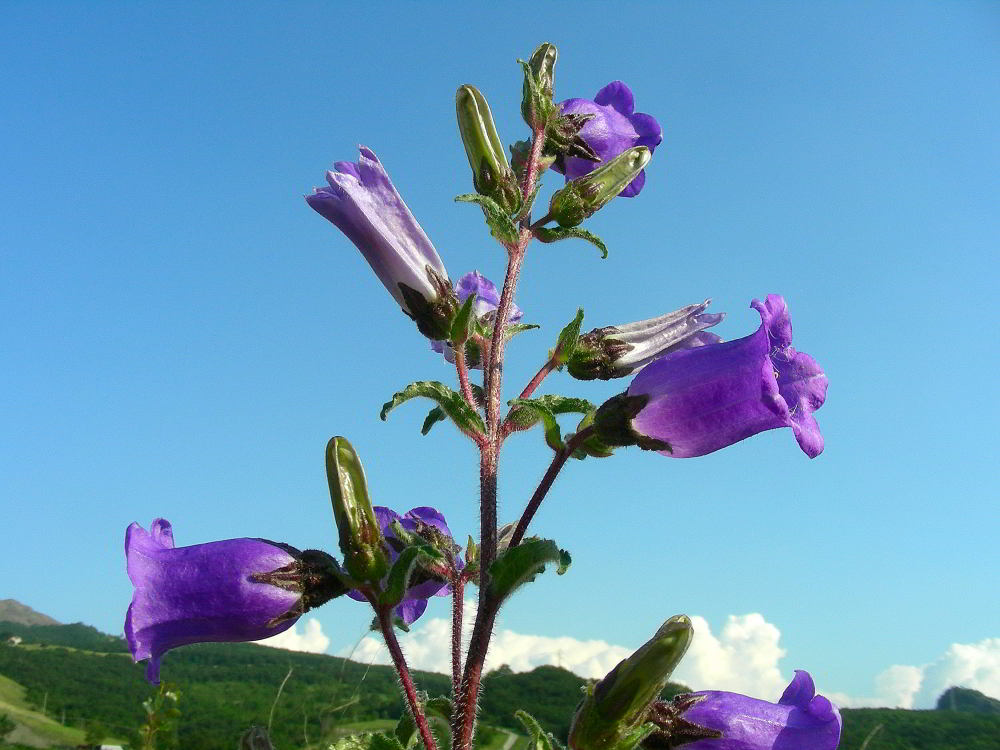 Campanula medium L.  120529-26.jpg