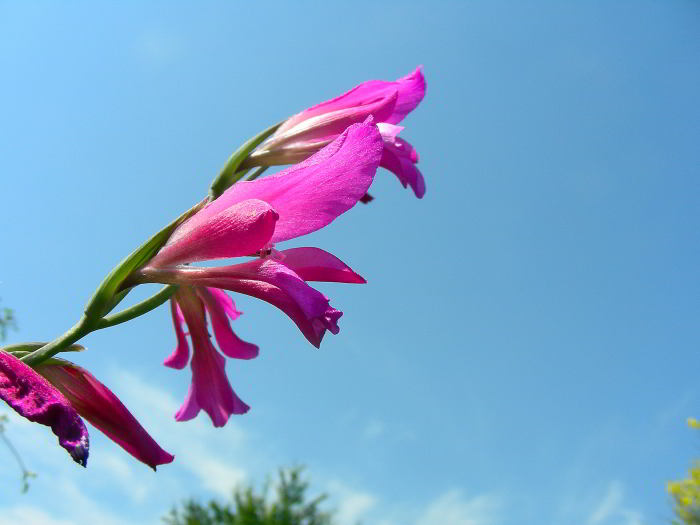 Gladiolus italicus Mill.  120524-36.jpg