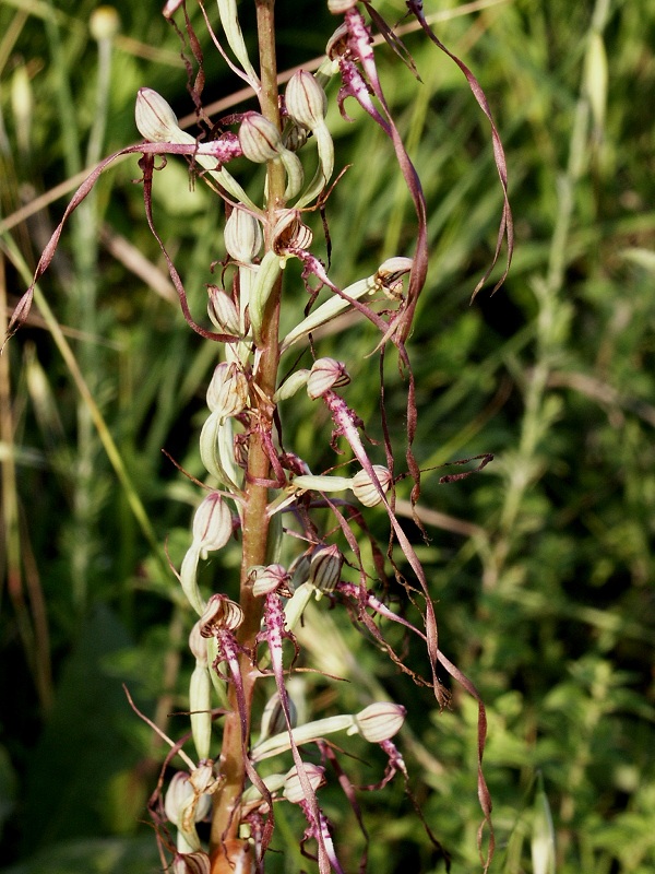 Himantoglossum adriaticum.JPG