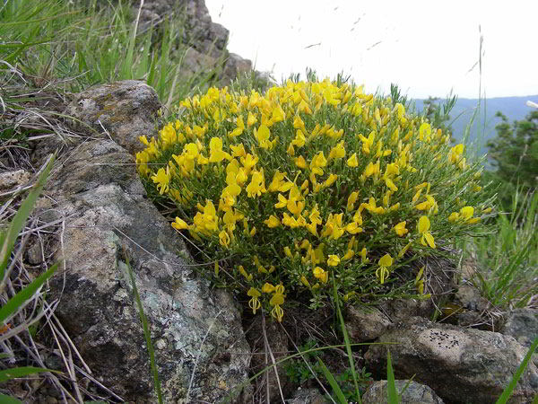 Genista-desoleana-120602-44.jpg
