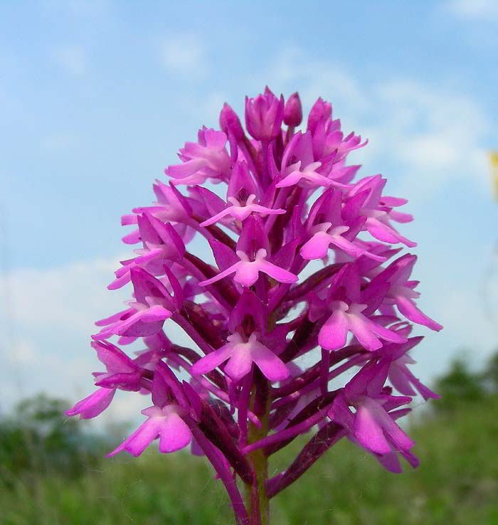 Anacamptis pyramidalis (L.) Rich. 120527-95.jpg