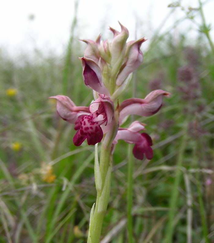 Orchis coriophora L. 120527-51.jpg