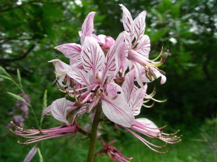 Dictamnus albus L. 120527-88.jpg