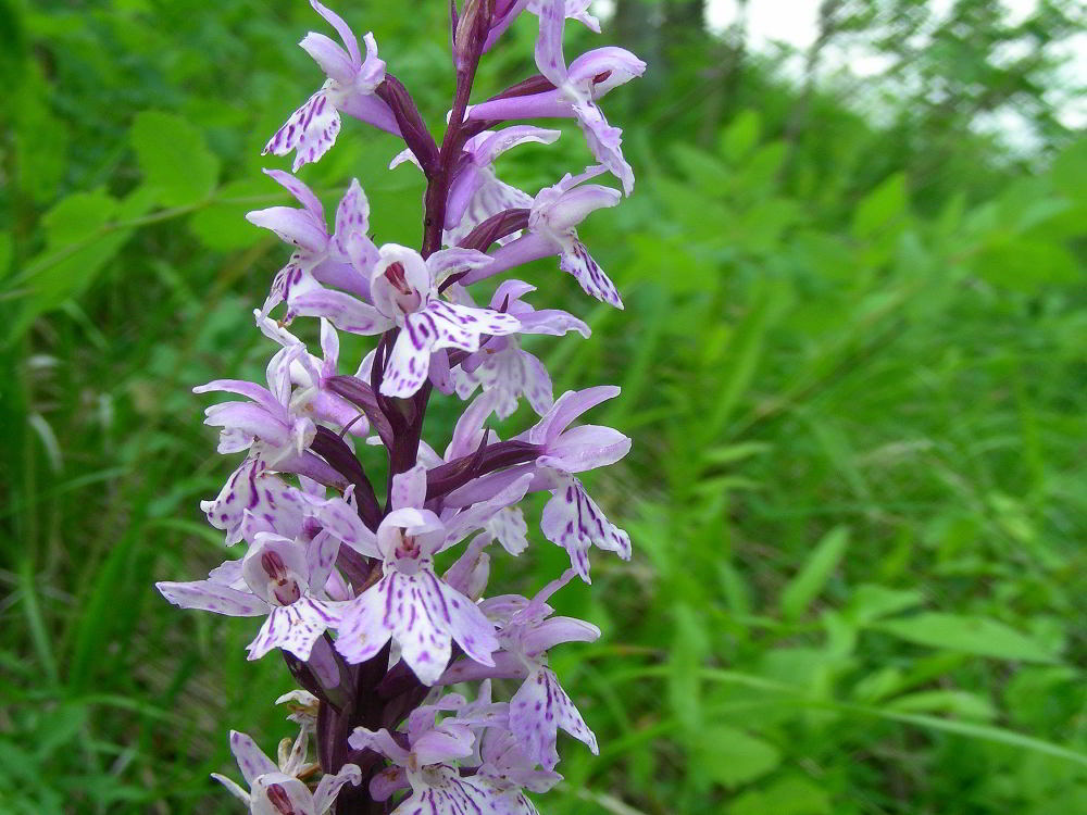 Dactylorhiza maculata (L.) Soó subsp. fuchsii (Druce) Hyl. 120527-10.jpg