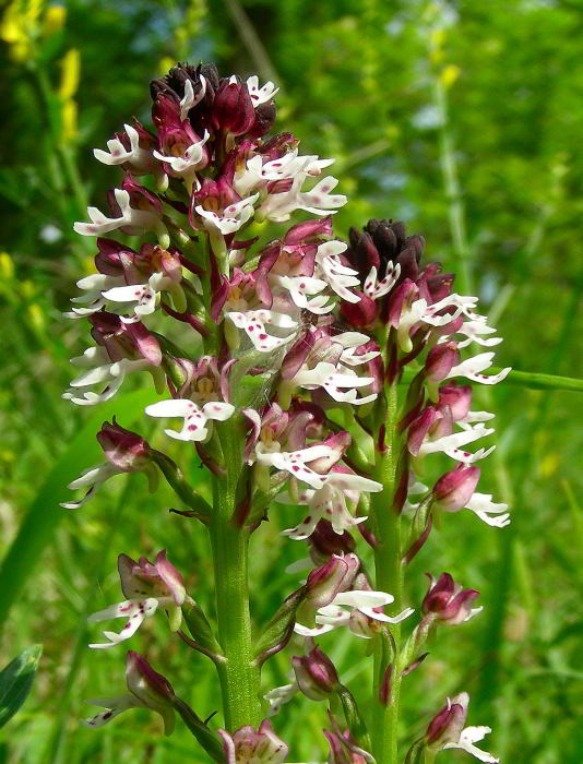 Orchis-ustulata-L.-76.jpg