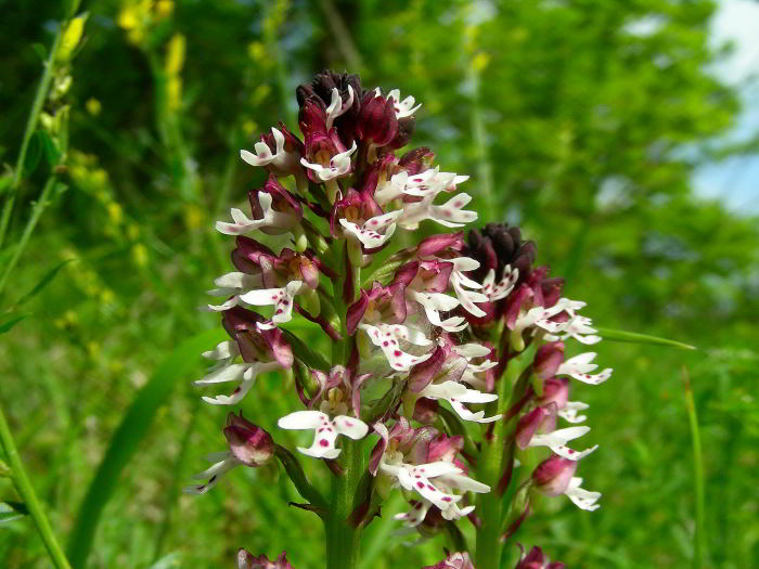 Orchis-ustulata-L.--120602-.jpg