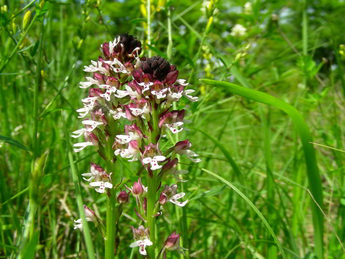 Orchis-ustulata-L.--120602- (2).jpg