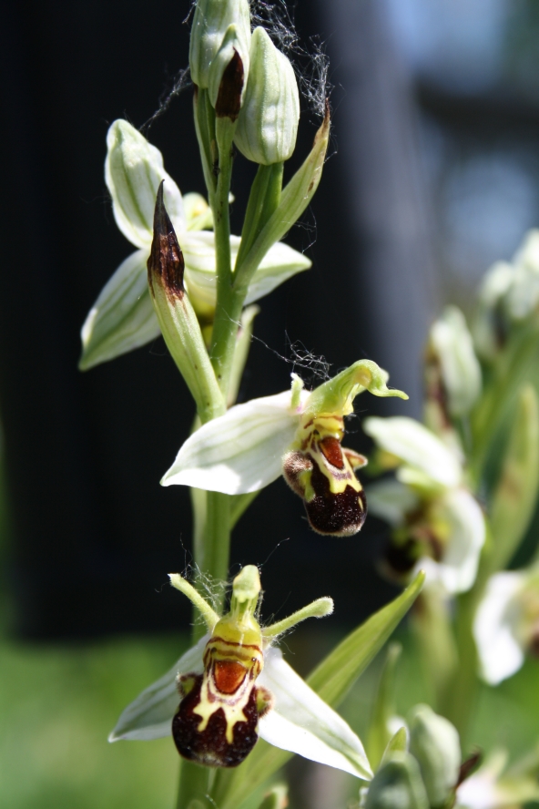 orchidea Siccomonte.jpg