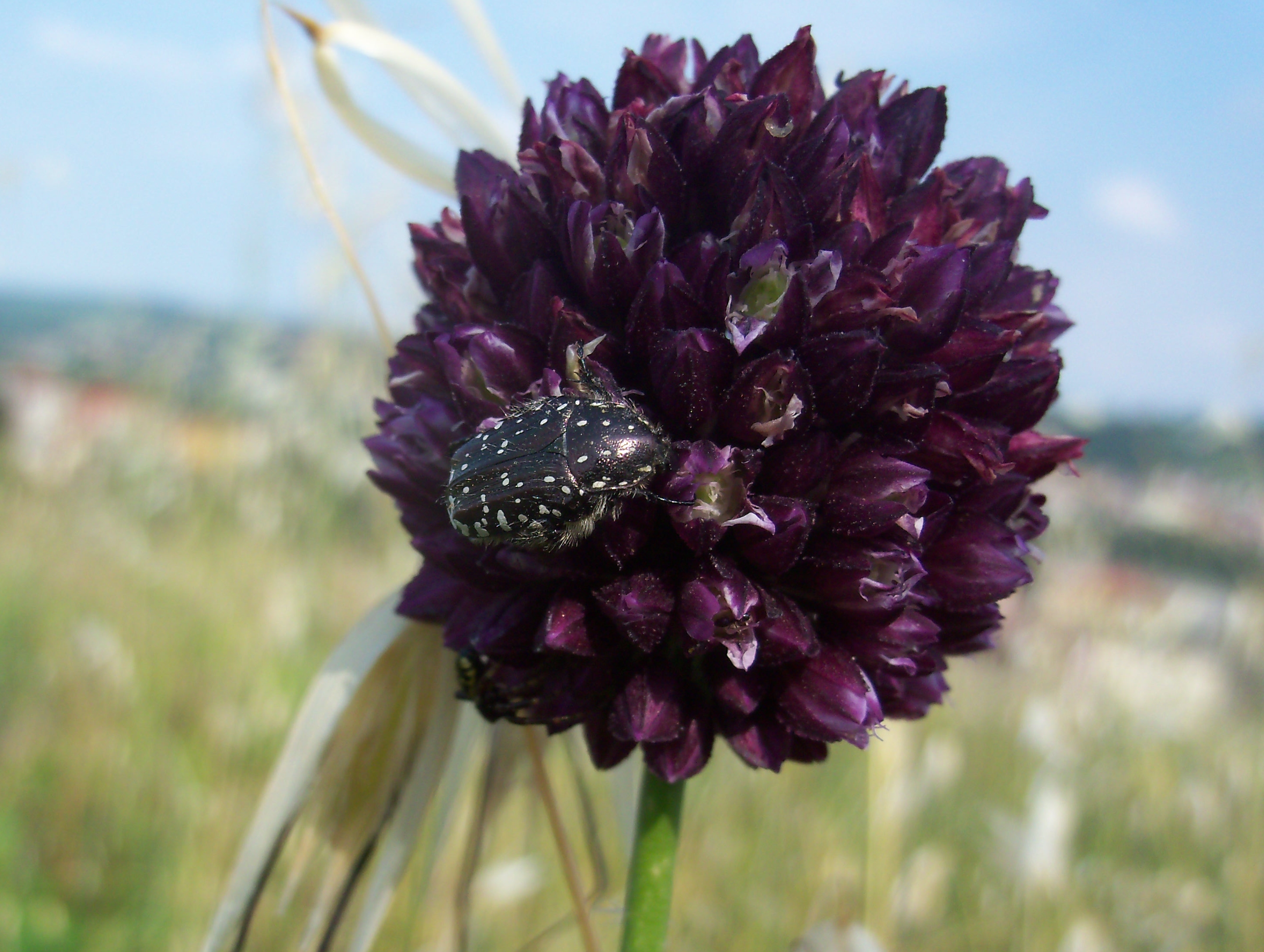 aglio con insetto.jpg