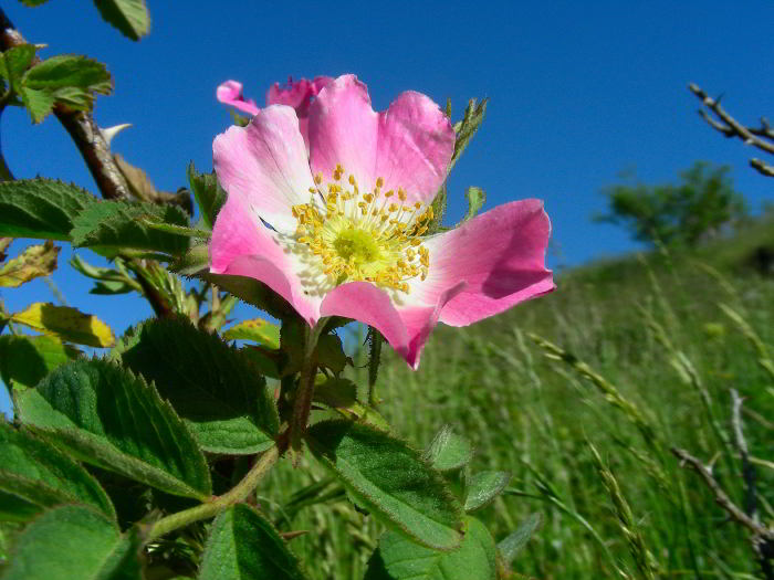 Rosa-villosa-L.-87.jpg