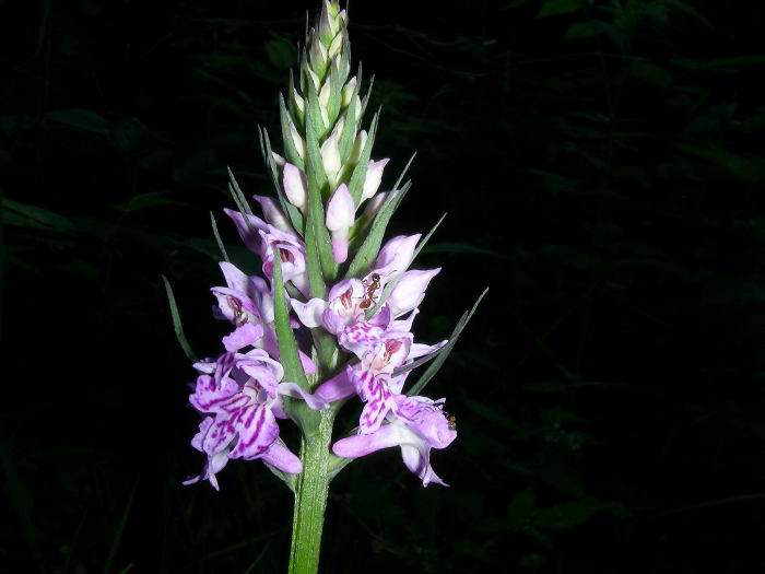 Dactylorhiza-maculata-subsp.jpg