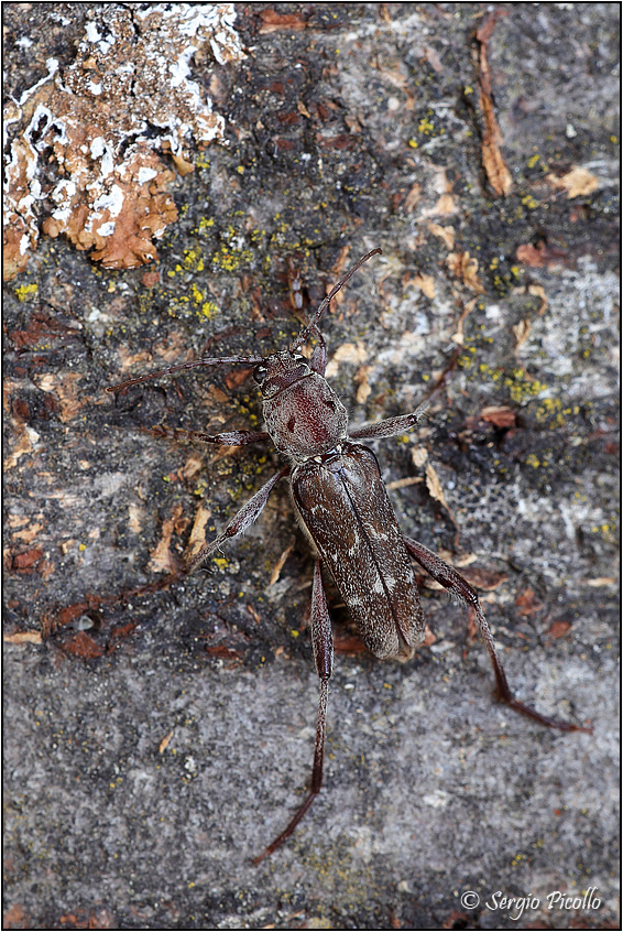 Xylotrechus_sp_6405.jpg