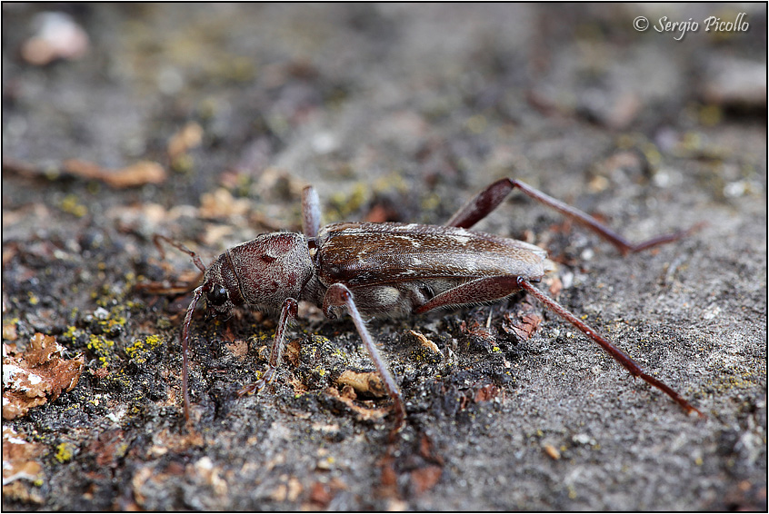 Xylotrechus_sp_6412.jpg