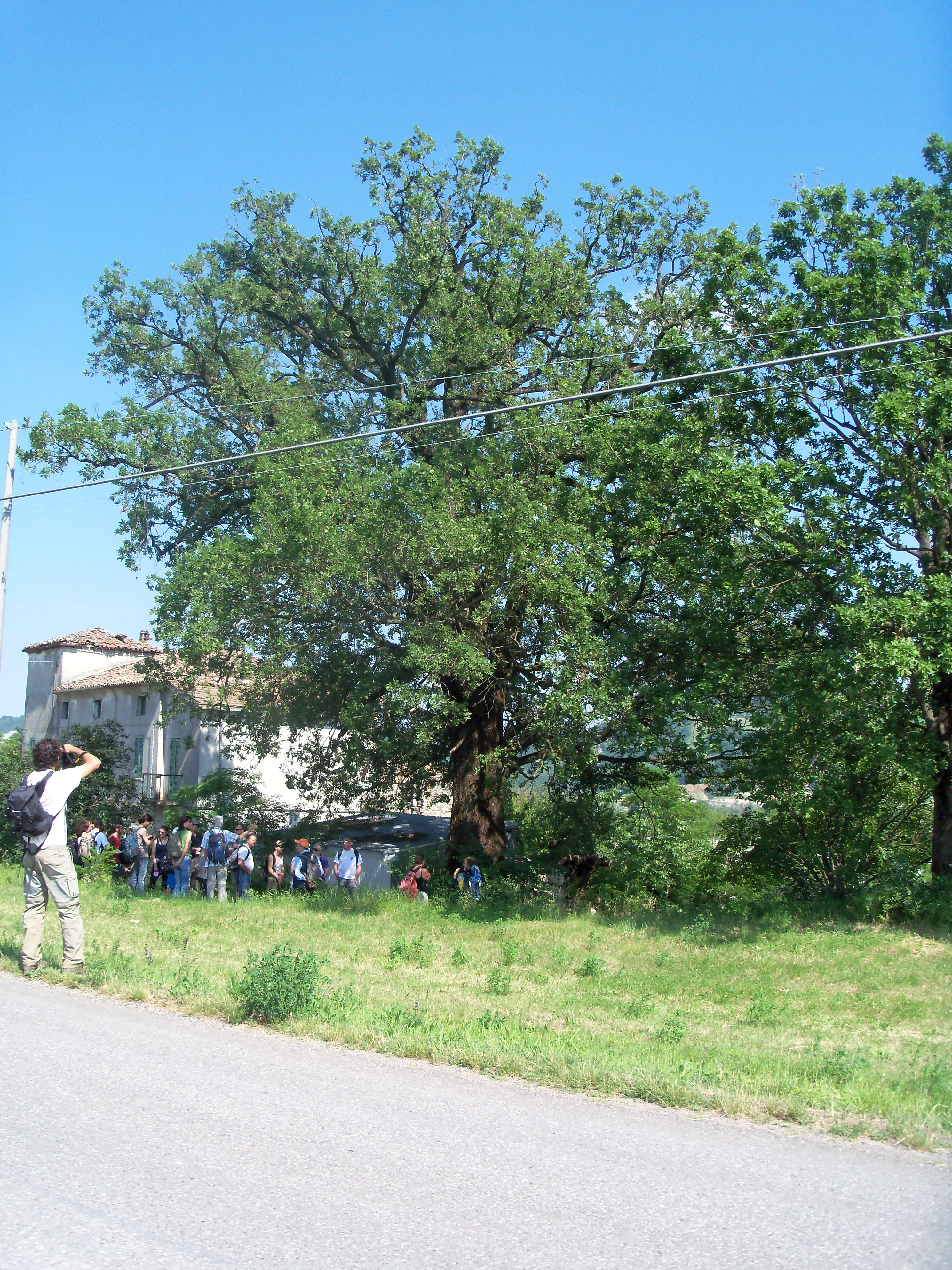 roverella a Rubbiano.jpg