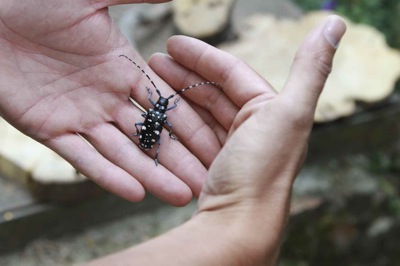 Anopplophora chinensis.jpg