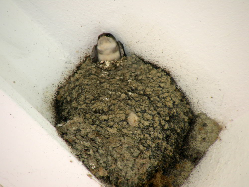 Nido-di-Balestruccio-120630.jpg