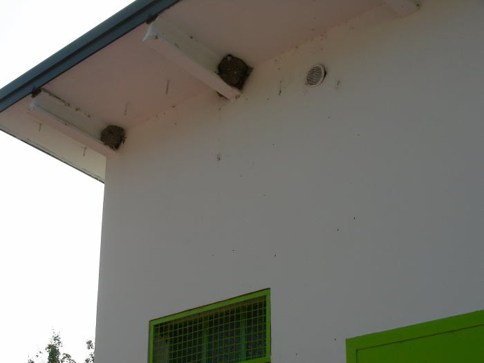 Nidi-di-Balestruccio-120630.jpg