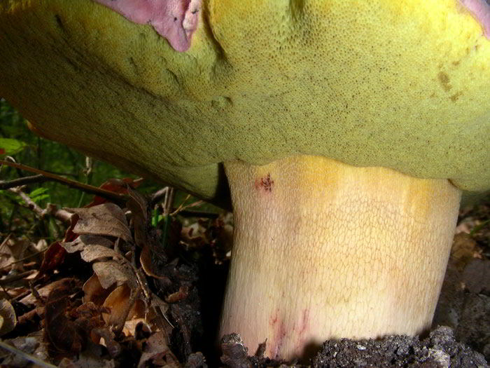 Boletus-calopus-88.jpg