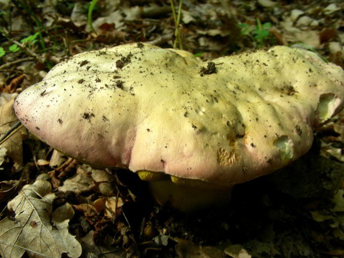 Boletus-cfr-calopus-86.jpg